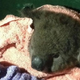 Illustration for article titled Heroic Firefighters Save An Injured Koala By Using Mouth-to-Mouth